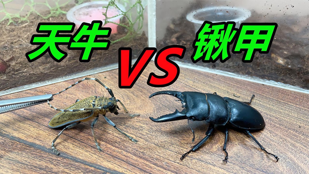 如果鍬甲的大鉗子，夾在天牛的身上，會是什麼結果 #挑戰#獵奇 #好奇 #VS