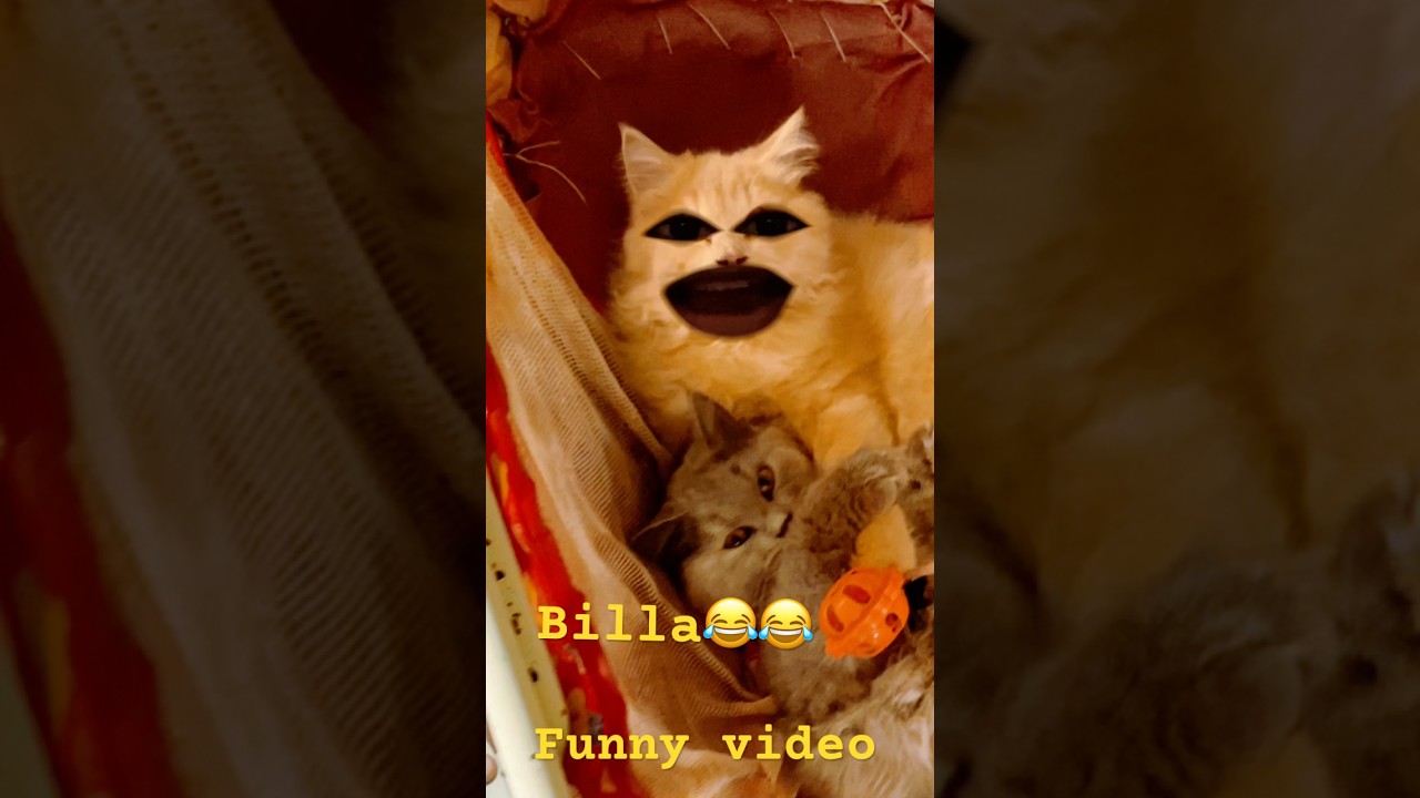 #funny 🤣 #video  #billa 😂😂