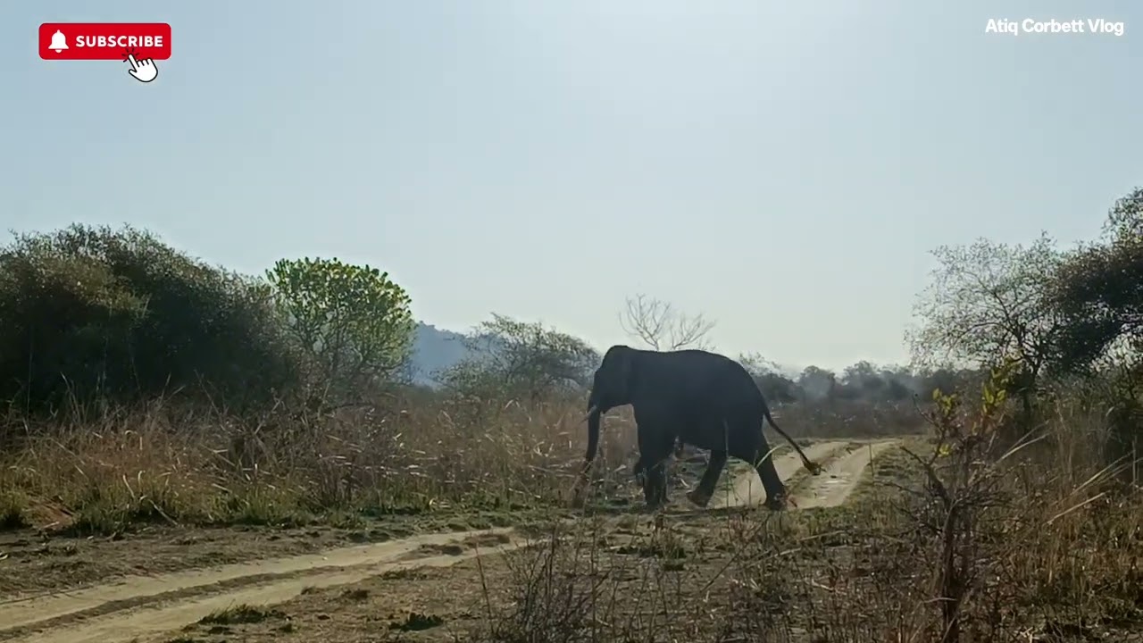 Wild Elephant Dhela Zone Jungle Safari #8449793812 #elephant #jimcorbett #Junglesafari #wildlife