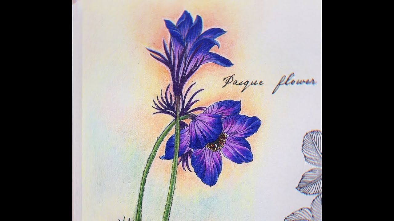 Pasque Flower Coloring - The Flower Year Coloring Book