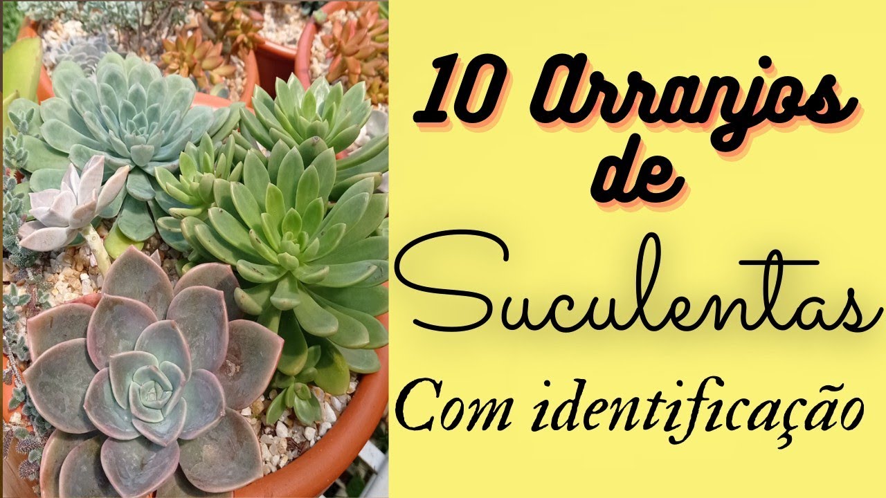 10 arranjos de suculentas com identificação, suculentas no tempo.