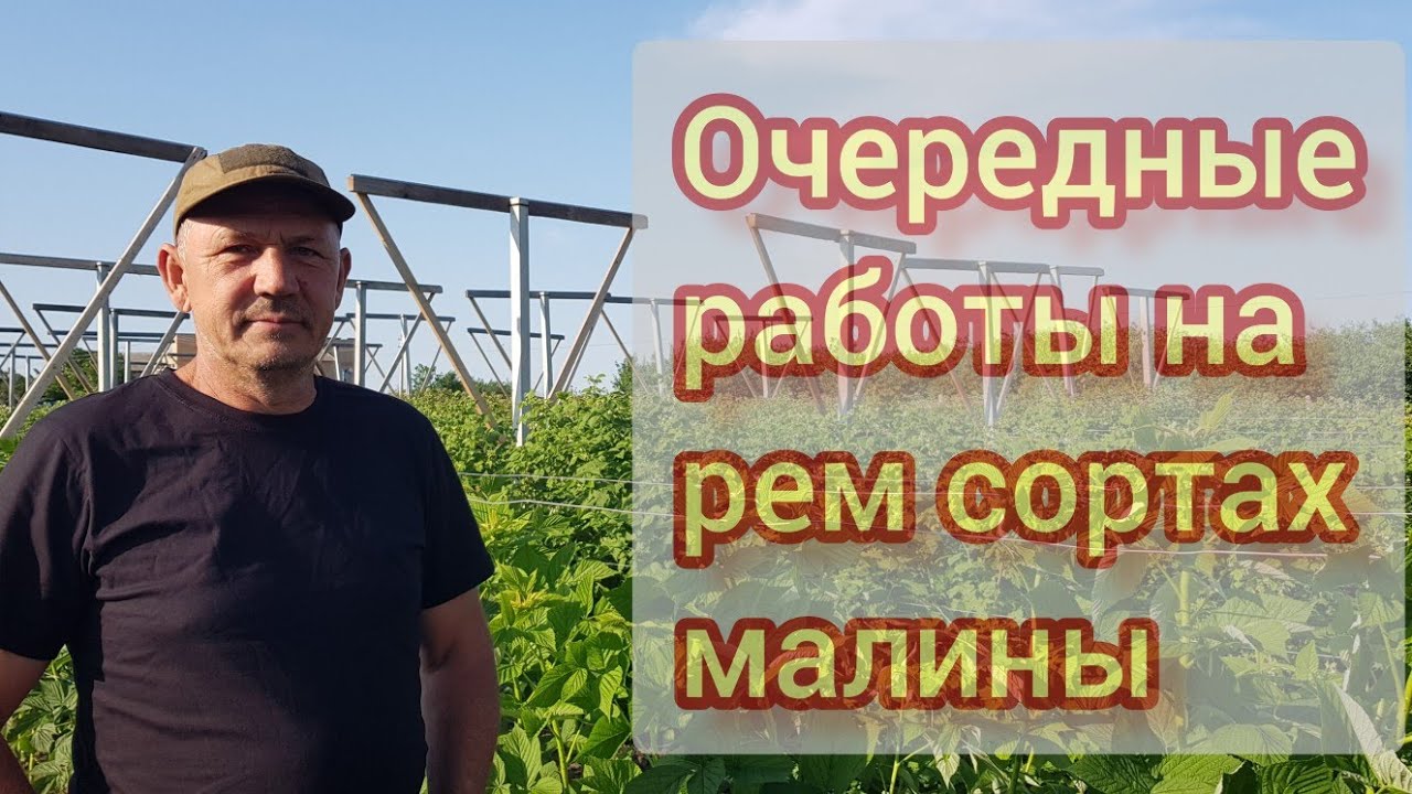 Кормление и обработки рем сортов малины. Очередной этап