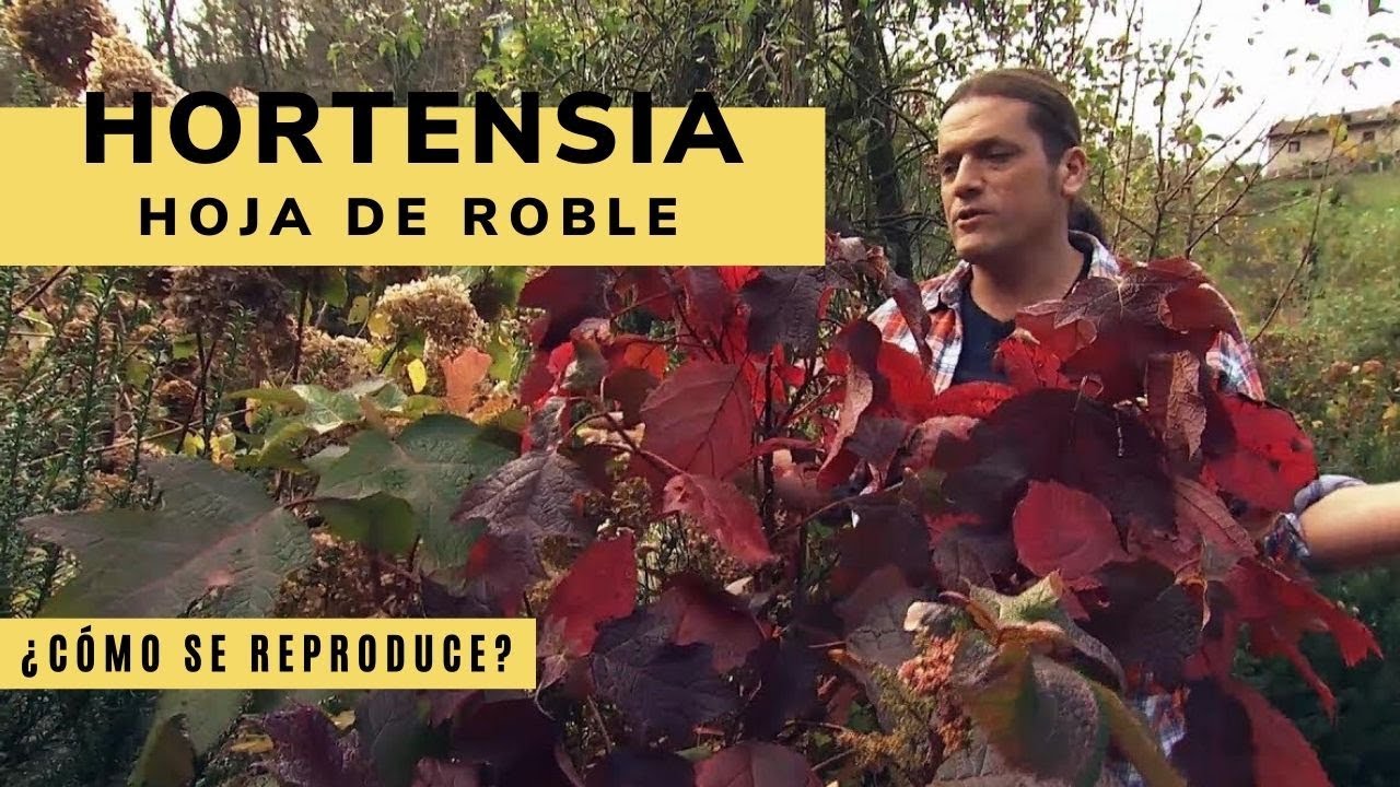 La hortensia hoja de roble - Bricomanía - @Jardinatis