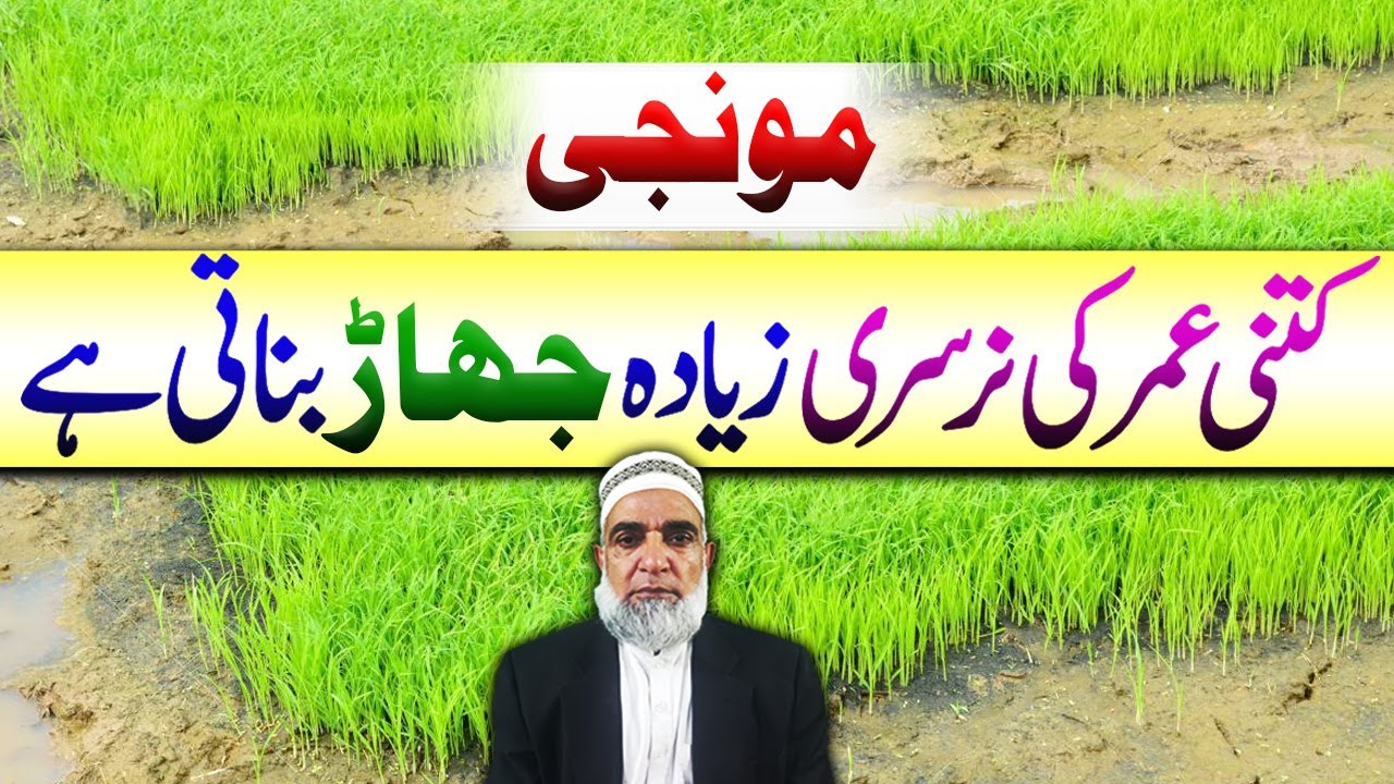 Rice Nursery of which age produces more tillers || Crop Reformer