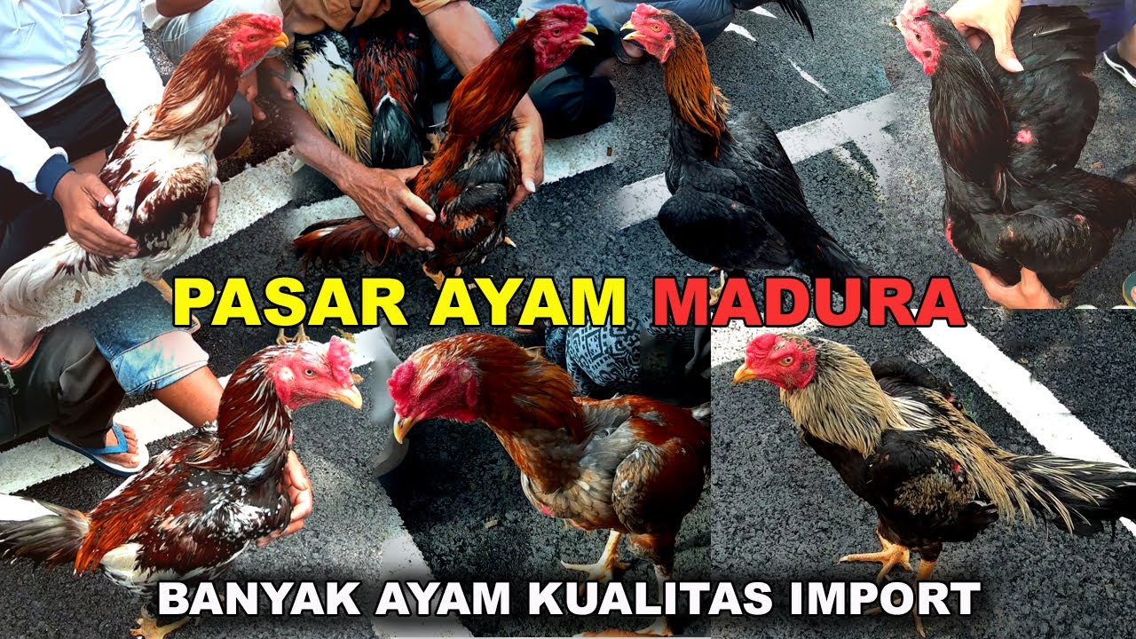 Pasar Hewan Madura Terbesar di Jawa Timur | Review Harga Ayam Bangkok Banyak Ayam Bagus Harga Murah
