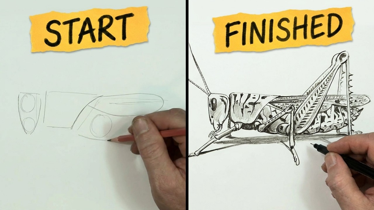 HOW TO DRAW A GRASSHOPPER (intermediate)- Spoken Tutorial