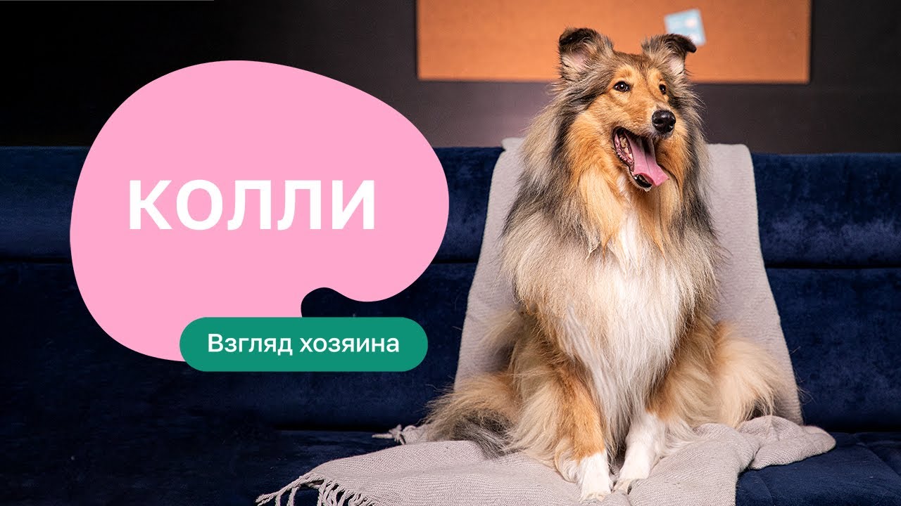 Колли - все о породе, плюсы и минусы — шоу «Ожидание/реальность»