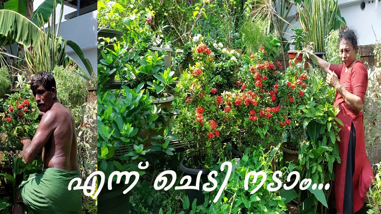 അമ്മേടെ ചെടി തോട്ടം cleaning 🥰🥰
