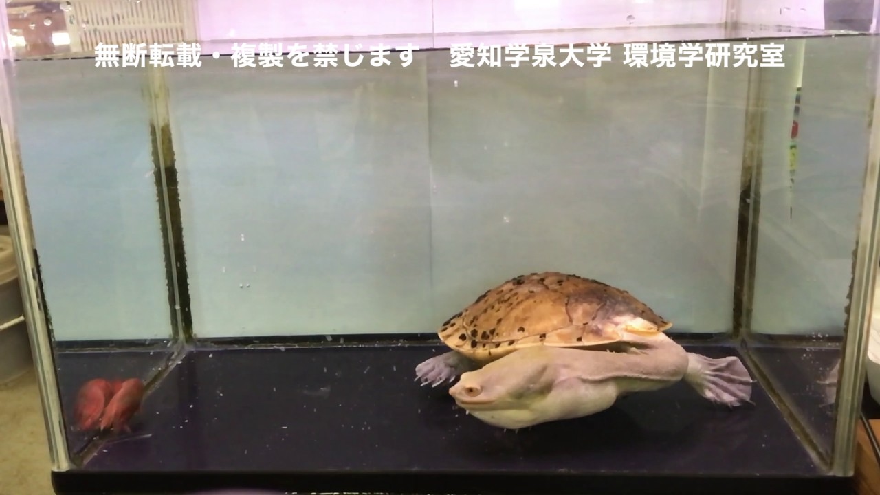チリメンナガクビカメ　愛知学泉大学　カメハウス