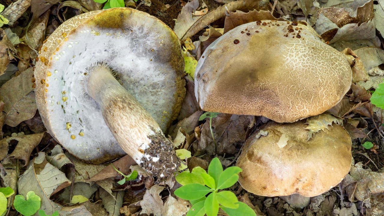 I funghi porcini 