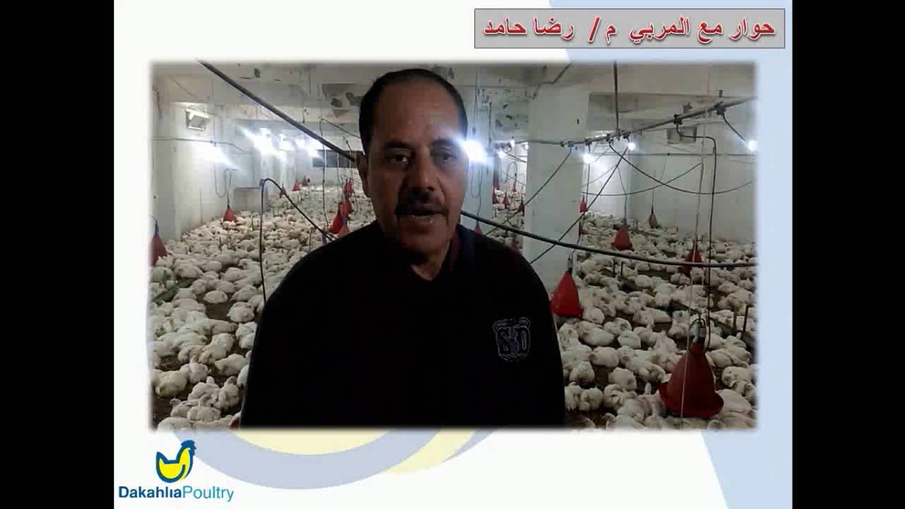دراسة رقم 5 عن مشروع العزل الحرارى من الدقهلية للدواجن