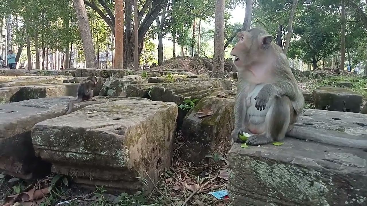 VID20250117153936 monkey top 10 14