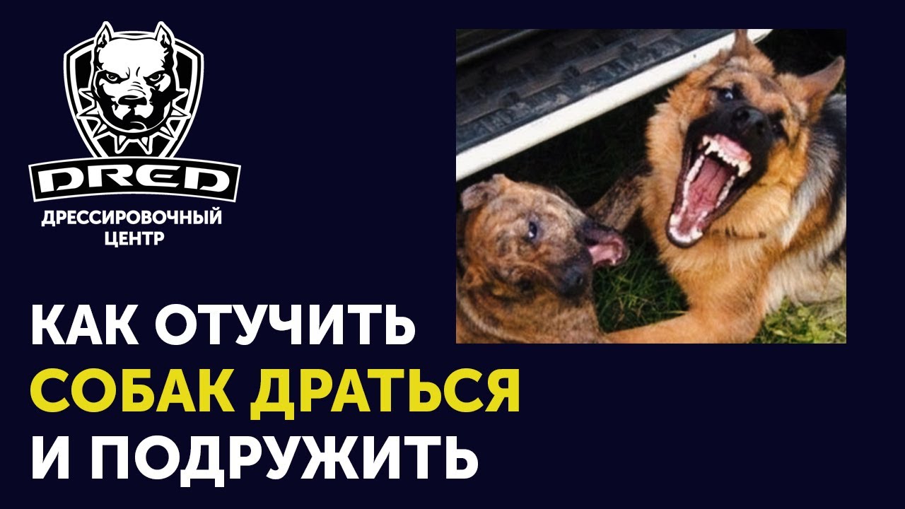 Как подружить собак которые дерутся | Почему собака не принимает нового члена семьи