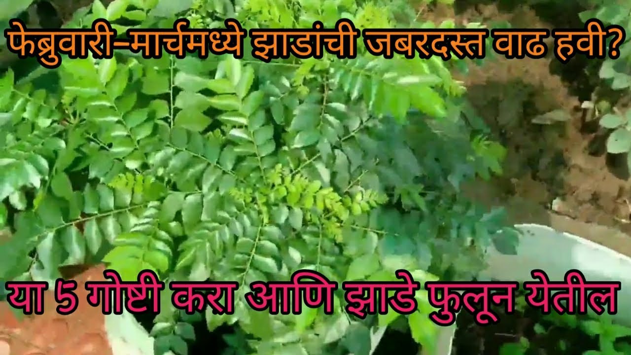 फेब्रुवारी–मार्चमध्ये कढीपत्ता झाडाची काळजी कशी घ्यावी? | कुंडीत कडीपत्ता कसा लावावा,खताच्या वापराने