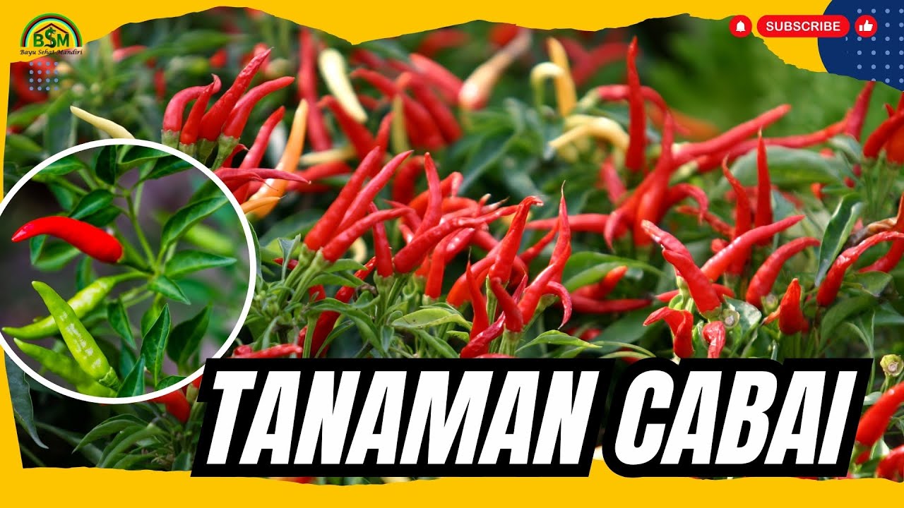 S O P PENANAMAN CABAI DARI AWAL HINGGA PANEN