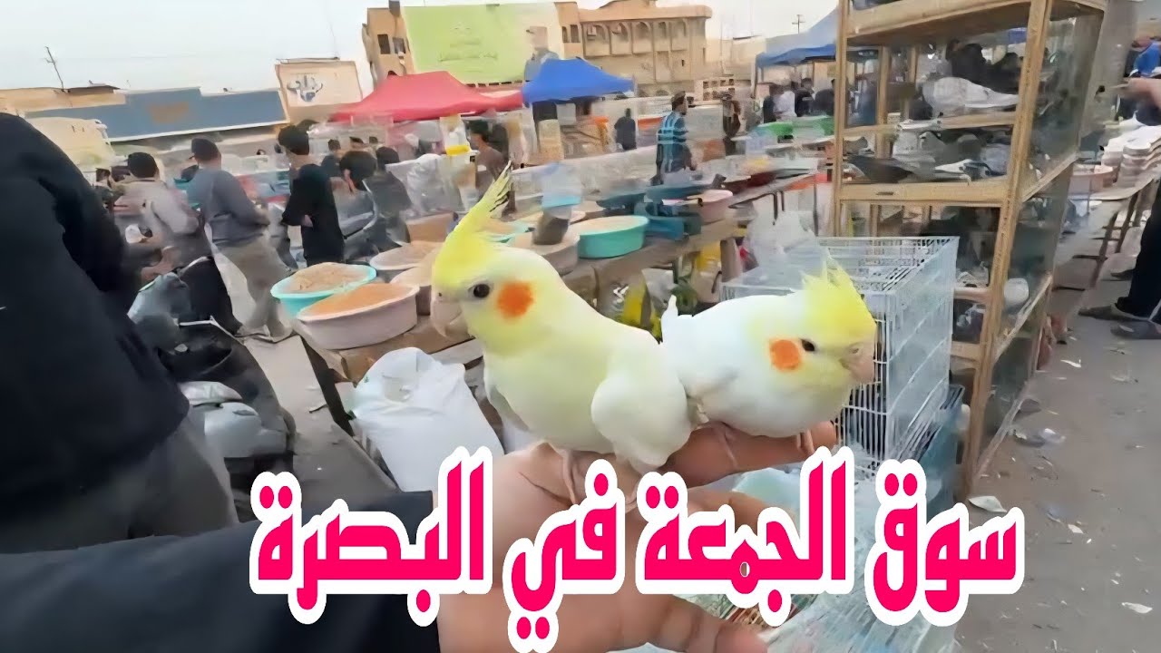 سوق الجمعة في البصرة اول جمعة من شهر رمضان المبارك#أحمد_مهدي 