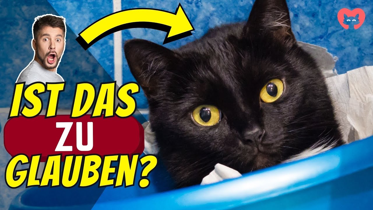 14 &Uuml;berraschende Fakten &Uuml;ber Katzen (#7 Ist Verst&ouml;rend!)