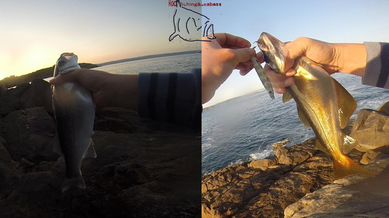 Pesca de lubina y abadejo a shore jigging.