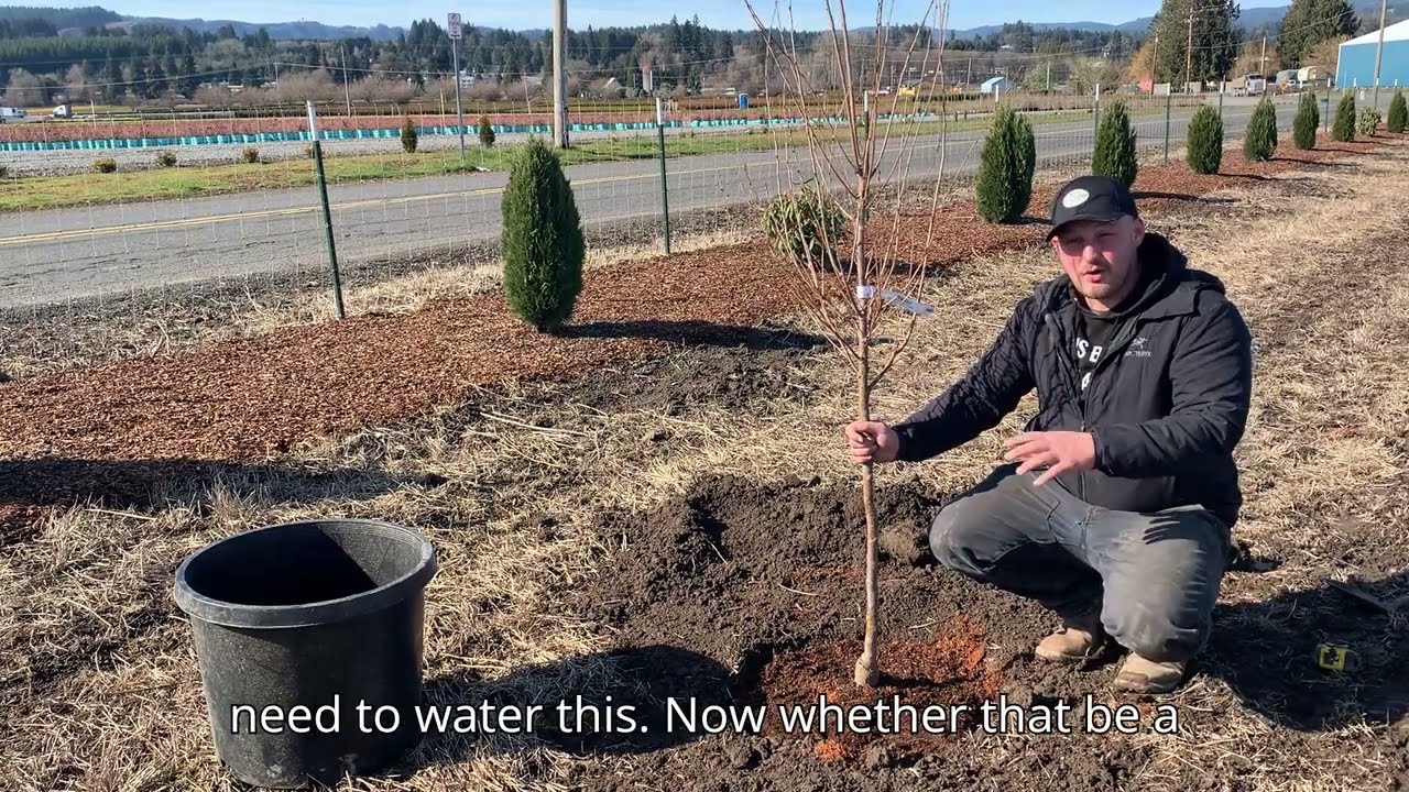 How to Plant a Bare Root Tree