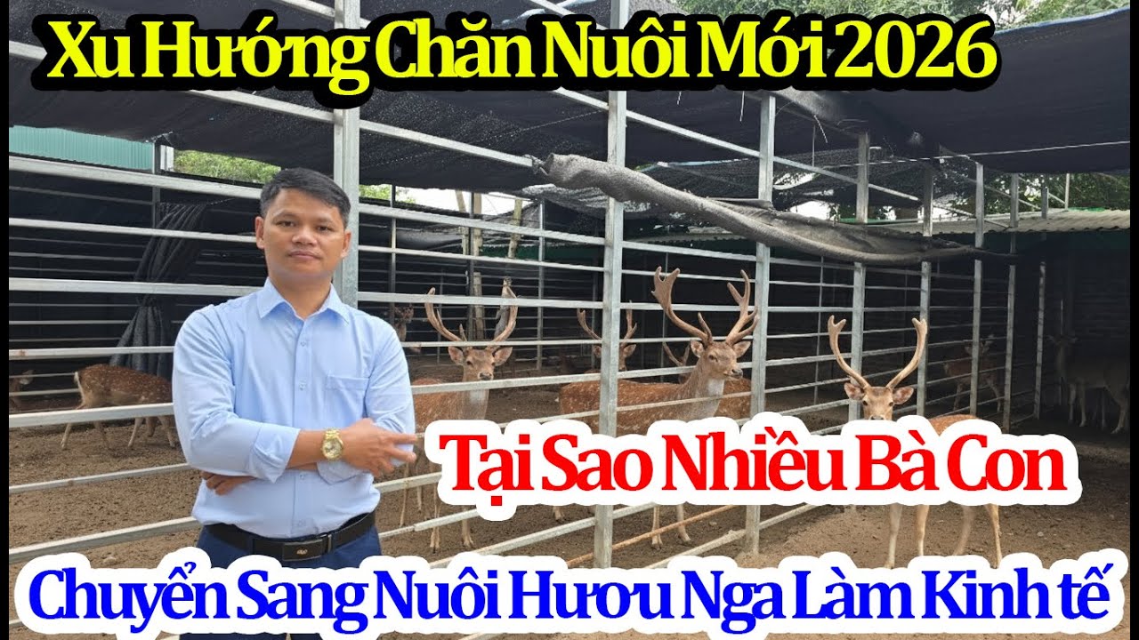 Xu Hướng Chăn Nuôi 2026 - Nuôi Hươu Nga Lấy Nhung Xuất Khẩu Giá Trị Cao