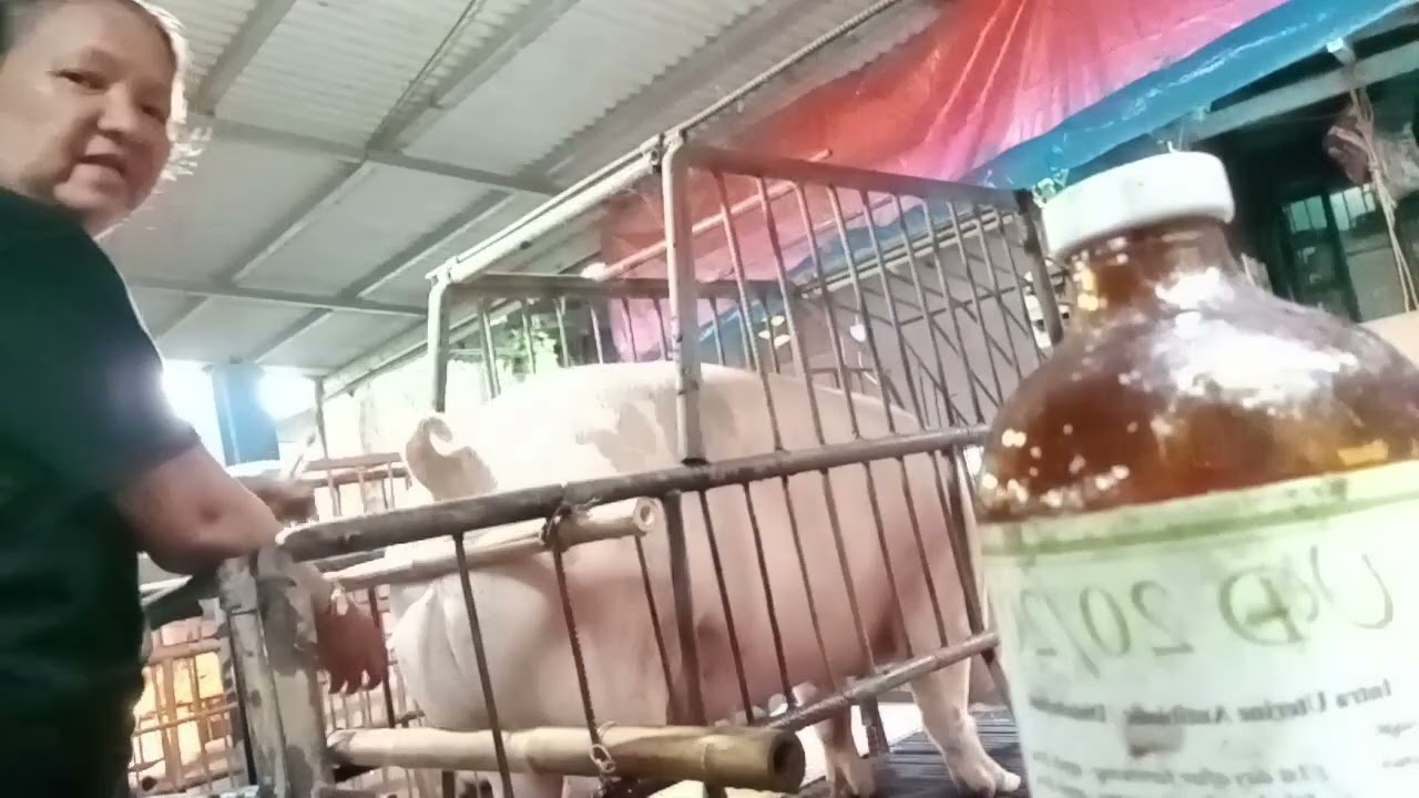 MAY IMPEKSYON BA SA MATRES ANG INAHING BABOY MO? TARA GAMUTIN NATIN || PAANO GAMITIN ANG UD 20/20