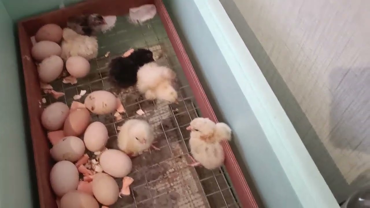 самый лучший инкубатор