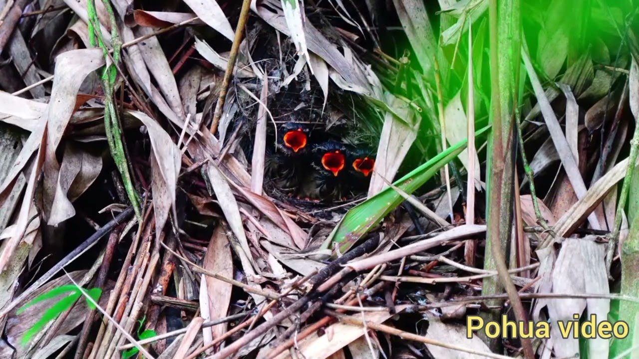 八色鳥餵寶寶 Fairy Pitta 2023 7/22