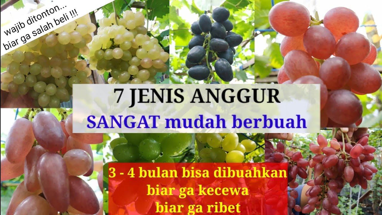 Tips memilih dan membeli bibit anggur untuk pemula - jenis anggur yang sangat mudah berbuah