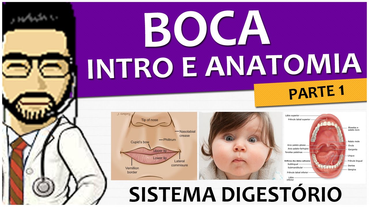 Sistema Digestório 02 - Boca P1 (Intro, Lábios e Bochechas) - Anatomia / Histologia