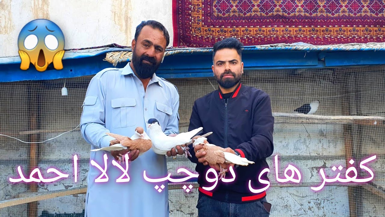 شوق/زندگی کاکا احمد شوقی/چگونه کفتر های دوچپ را بدست بیاوریم/صد راز کفتر داری در برنامه