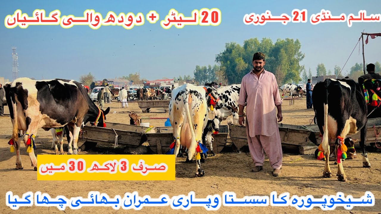 Salam Mandi Bhalwal | Cows Fresh Rates And Updates | Janwar Mandi Pakistan Today |21 January 2026