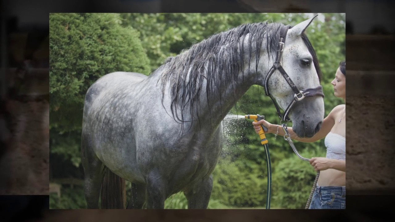 ANDALUSIAN DRESSAGE HORSES FOR SALE - YEGUADA D IS PRESENTING TOP PRE CHAMPION STALLIONS