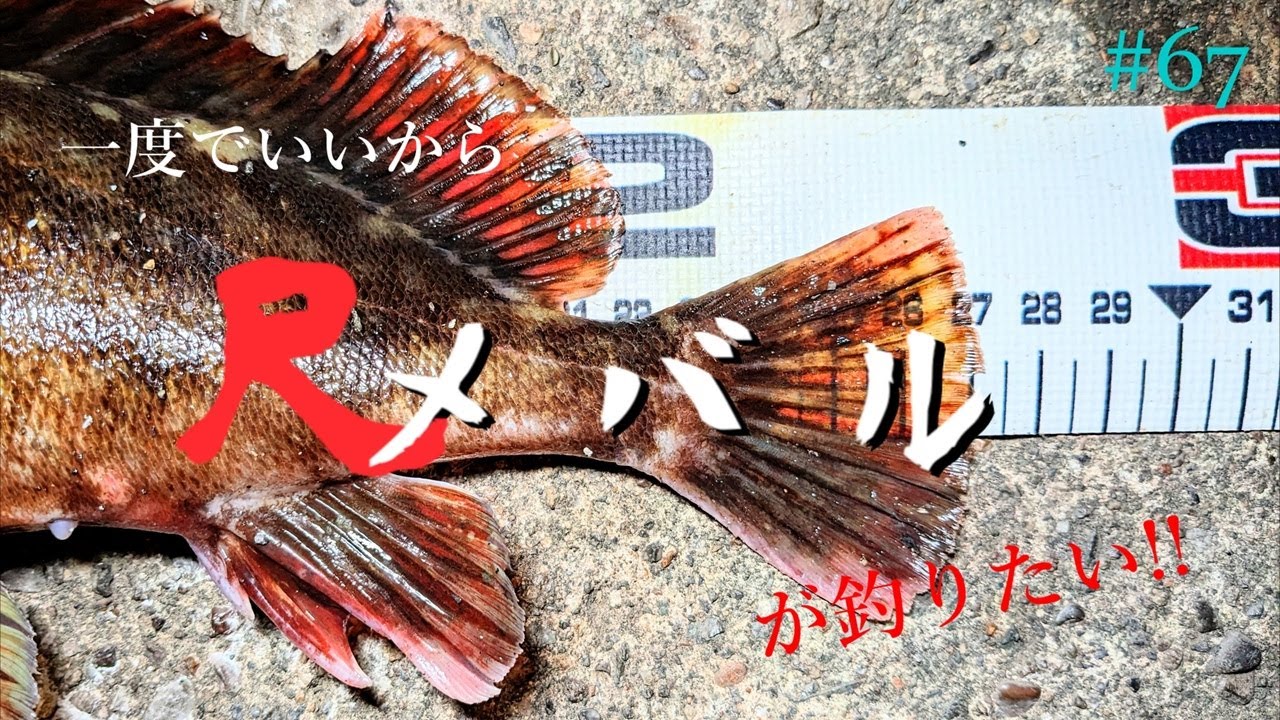 【粘った末の、過去最大】一度でいいから尺メバルが釣りたい!!#67【メバリング】