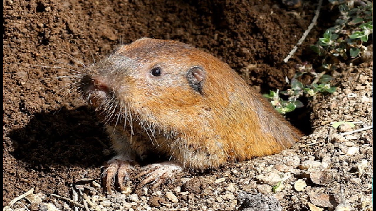 🔴 La TUZA o TOPO un animal muy Mexicano TUSA