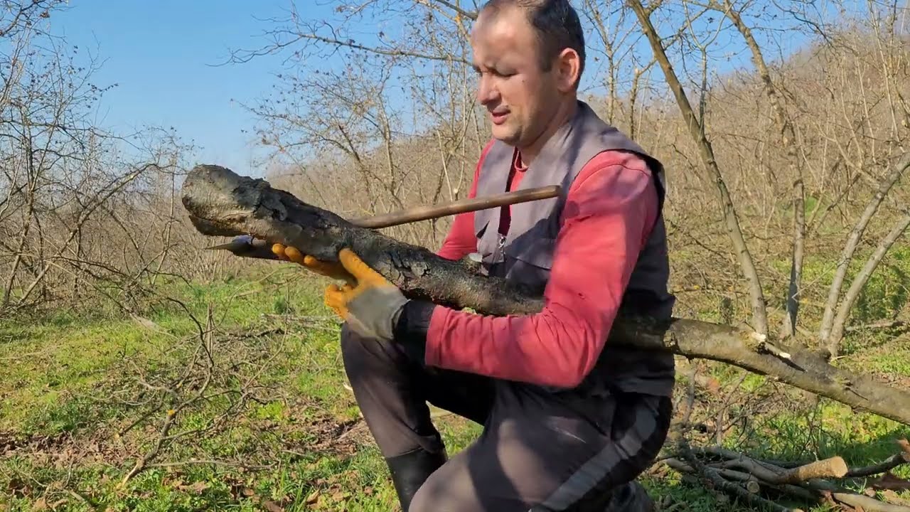 FINDIK BAHÇESİ ALACAKLAR BU İŞLERDE VAR !!! -  NE KADAR BUDAMA YAPTIM VE TEMİZLEDİM