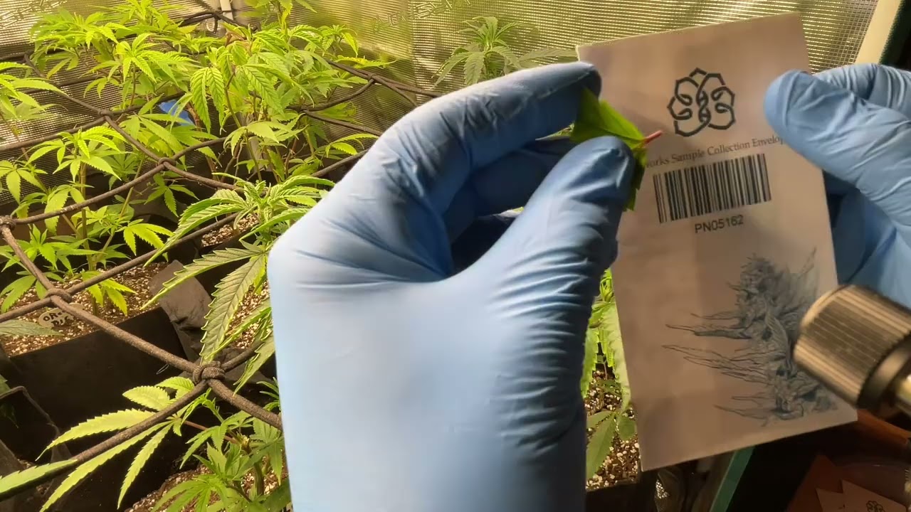 Testing for Hop Latent Viroid (HLVd)
