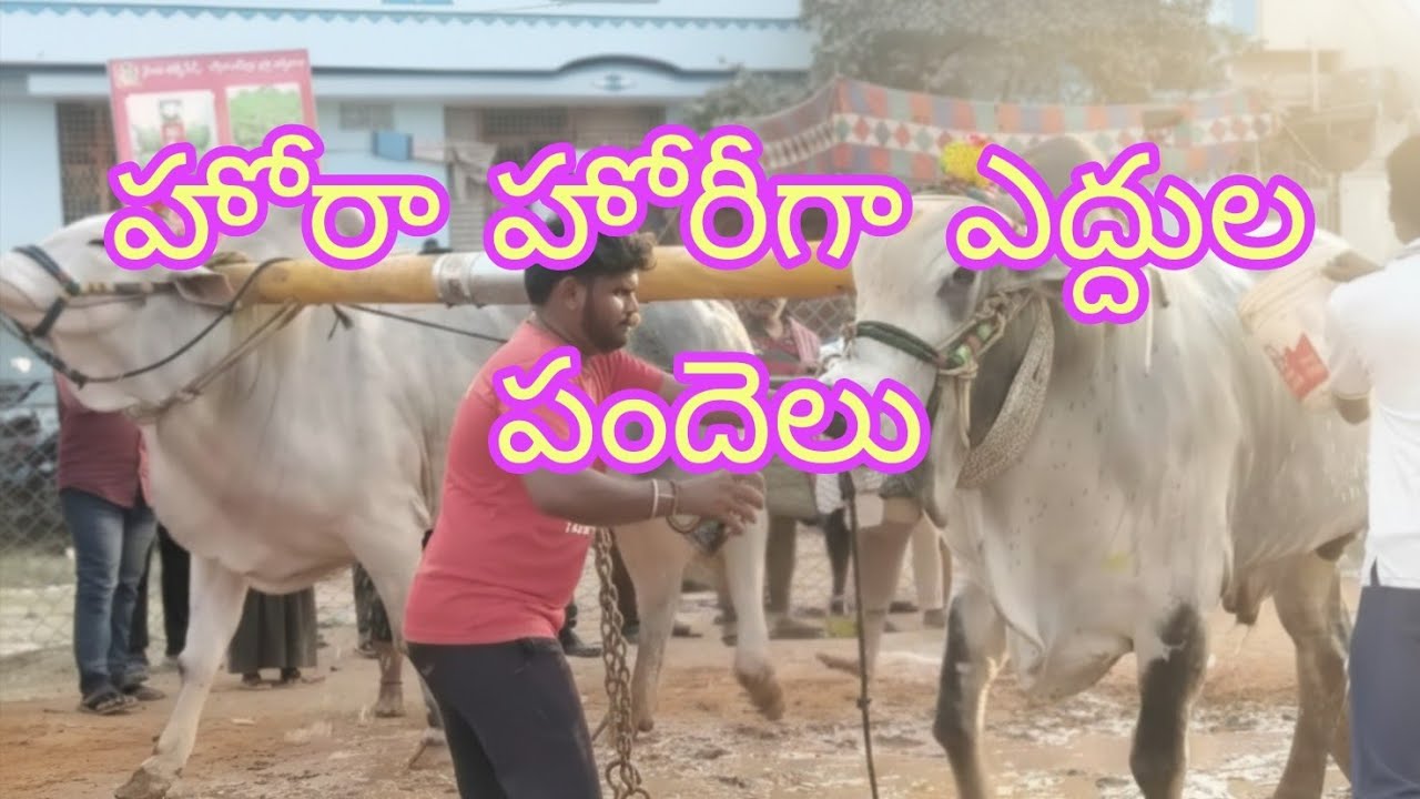 ఉత్కంఠ భరితమైన ఎద్దుల పందెం