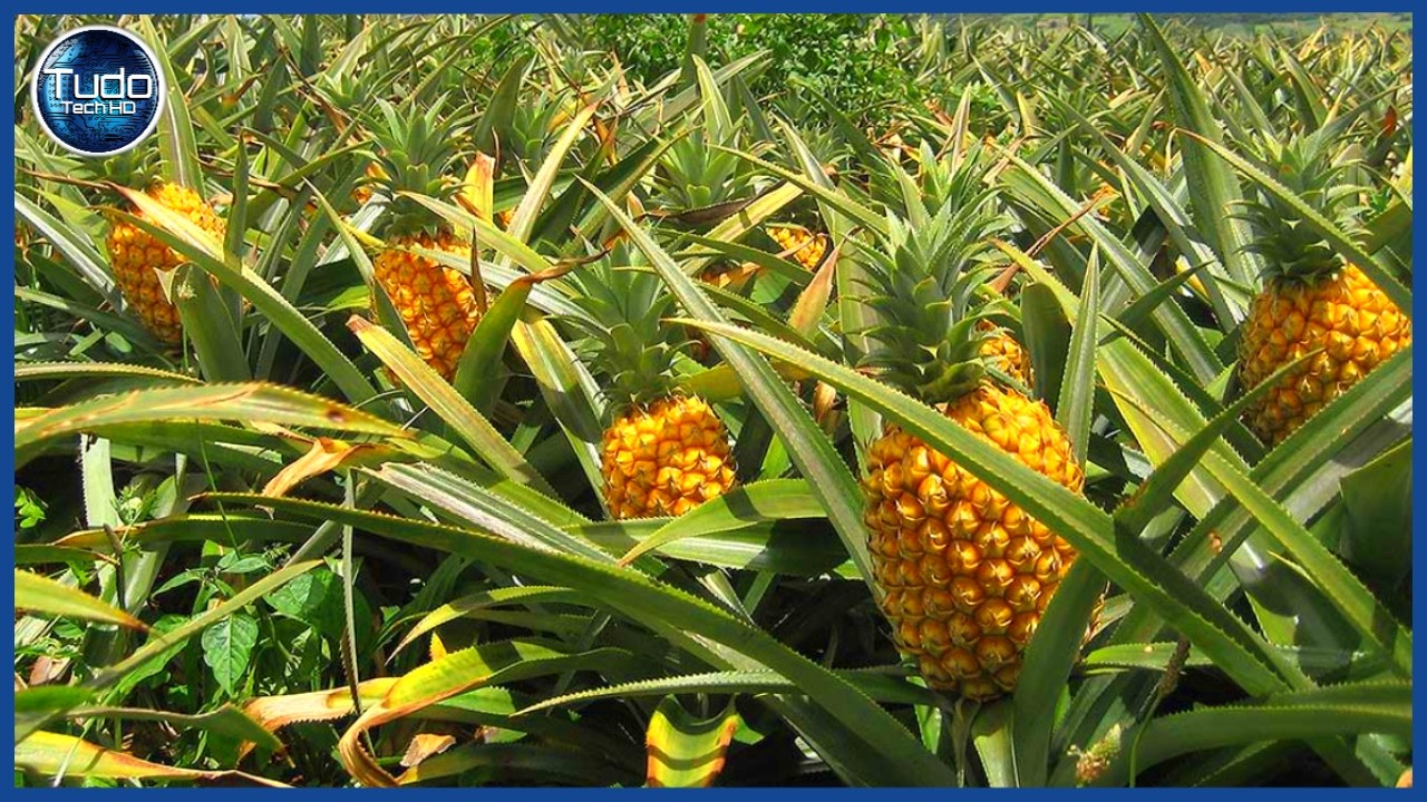 Incrível Processo de cultivo de abacaxi 🍍 Como são produzidos os abacaxis mais deliciosos do mundo