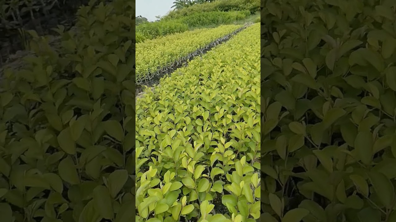 Kashmiri Apple ber plant apple ber plant 