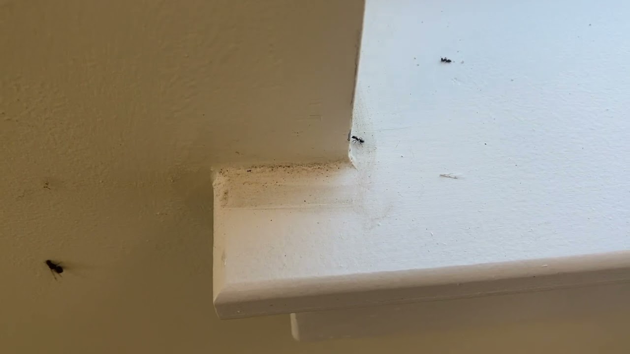 Acrobat Ants Get Cold Too
