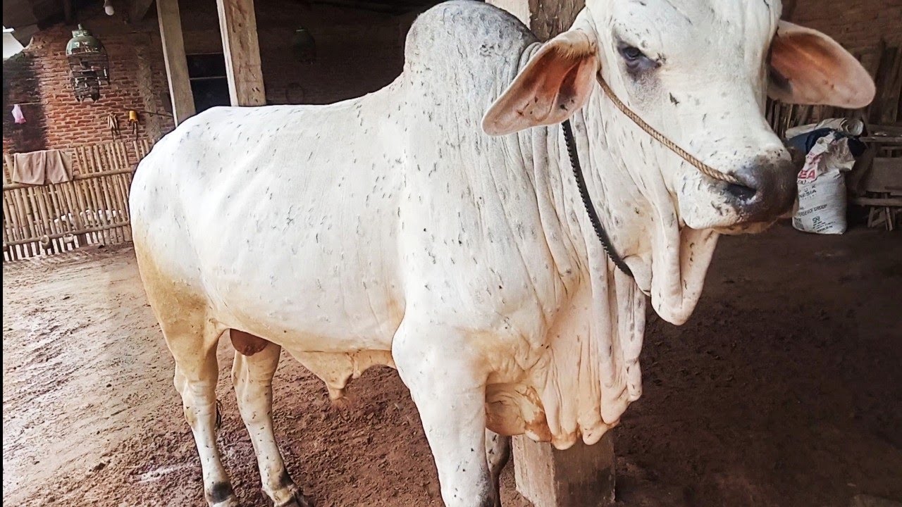 SAPI PO JANTAN BODI BELGEAN 👍👍