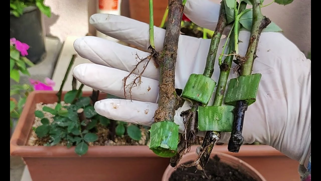 50 GÜN ÖNCE ALOE VERA İLE EKİLEN GÜL ÇELİKLERİMİZİN SONUÇ VİDEOSU