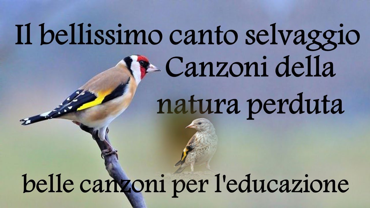 Vecchie canzoni selvagge perse dalla natura ( Carduelis carduelis ) Jilguero.