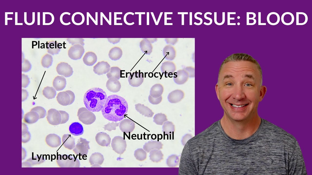 Blood Histology: Understanding Fluid Connective Tissue & Formed Elements