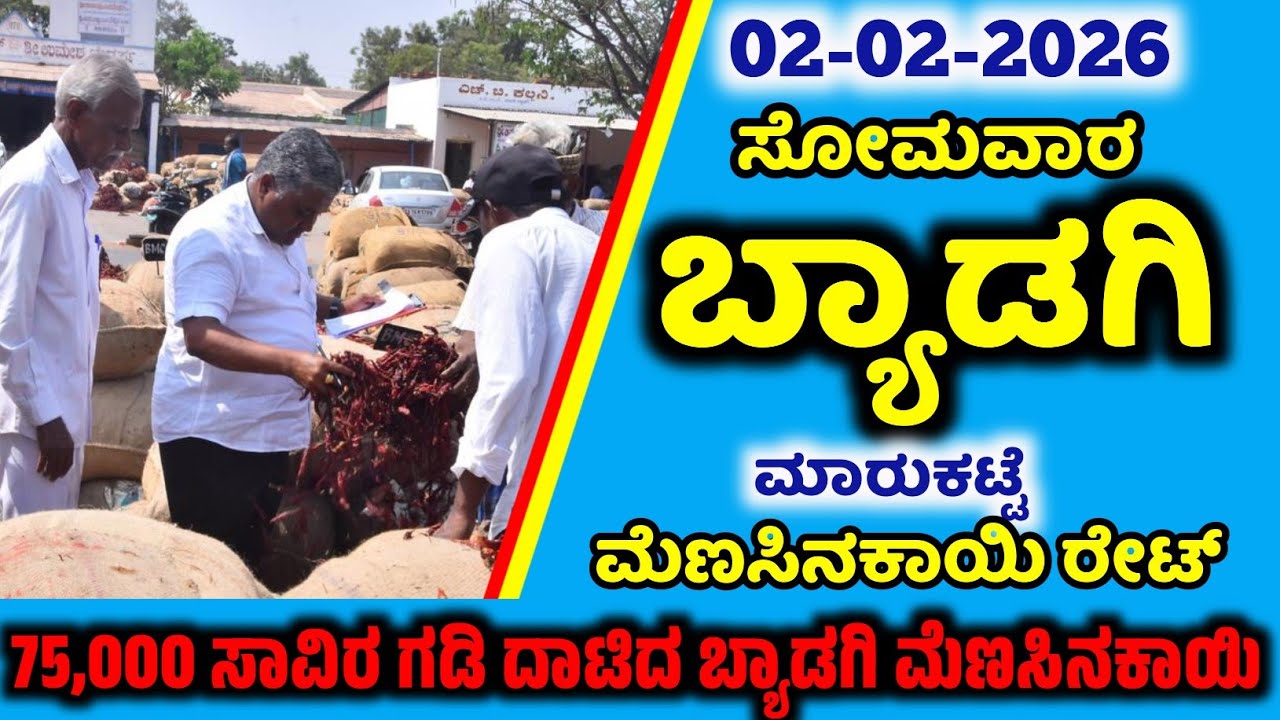 02-02-2026 Thursday Byadgi Market Mirchi Rate | chilli Rates  Byadgi Market chilli Rate#Byadgimarket