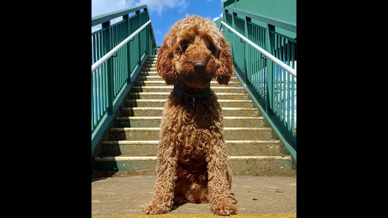 EMR New and Old at  Foggy Isham 7th November 2025