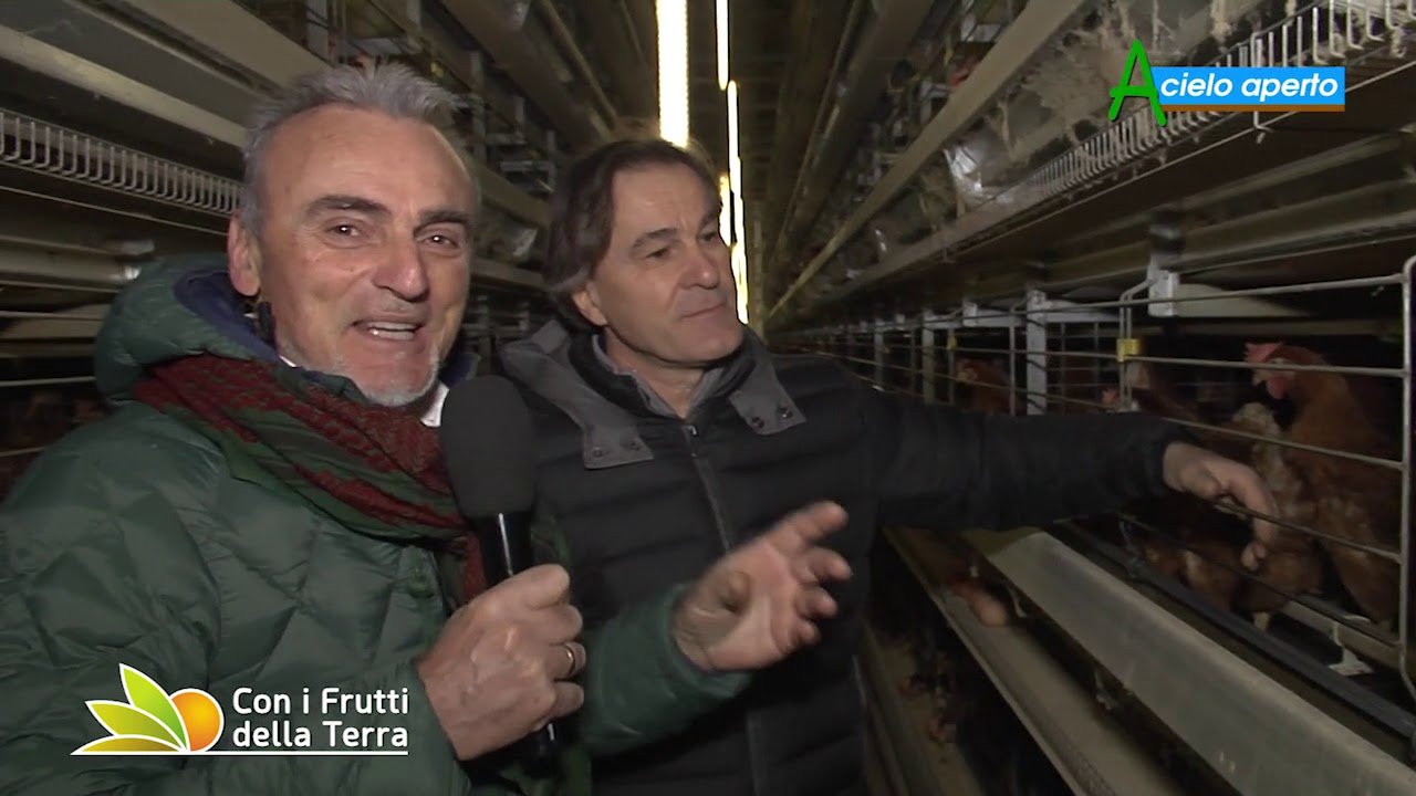 Puntata del 16/2/20 – 2° parte – Allevamento a terra di galline ovaiole