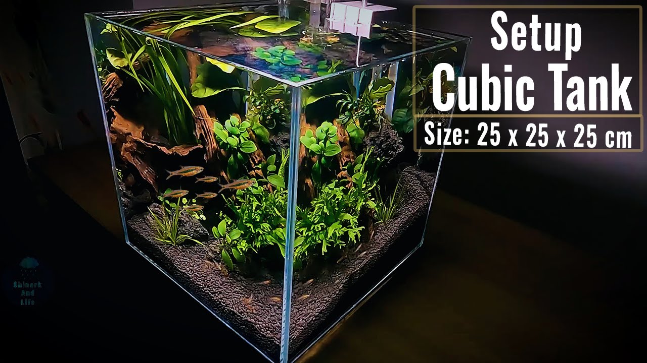 Mini tank setup for beginners simple low budget #2 | Shinark Aquascaper