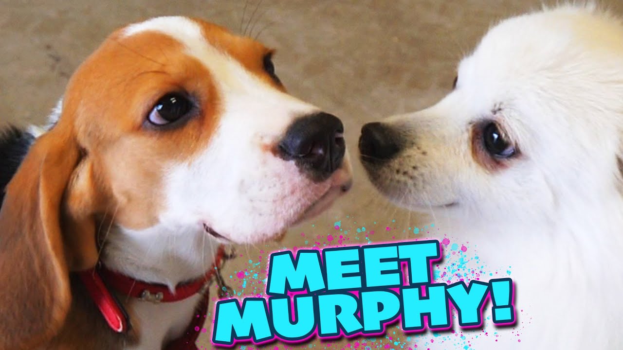 We Get Our Puppies Out...in the *NEW* Warehouse!