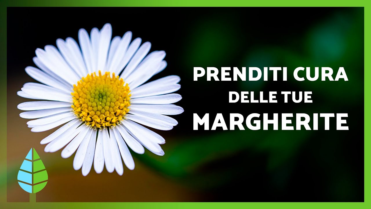 CURA DELLE MARGHERITE 🌼 | Luce, Terreno, Annaffiatura e Come Far Crescere Fiori Sani